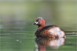 <p>POTÁPKA MALÁ (Tachybaptus ruficollis)</p>
